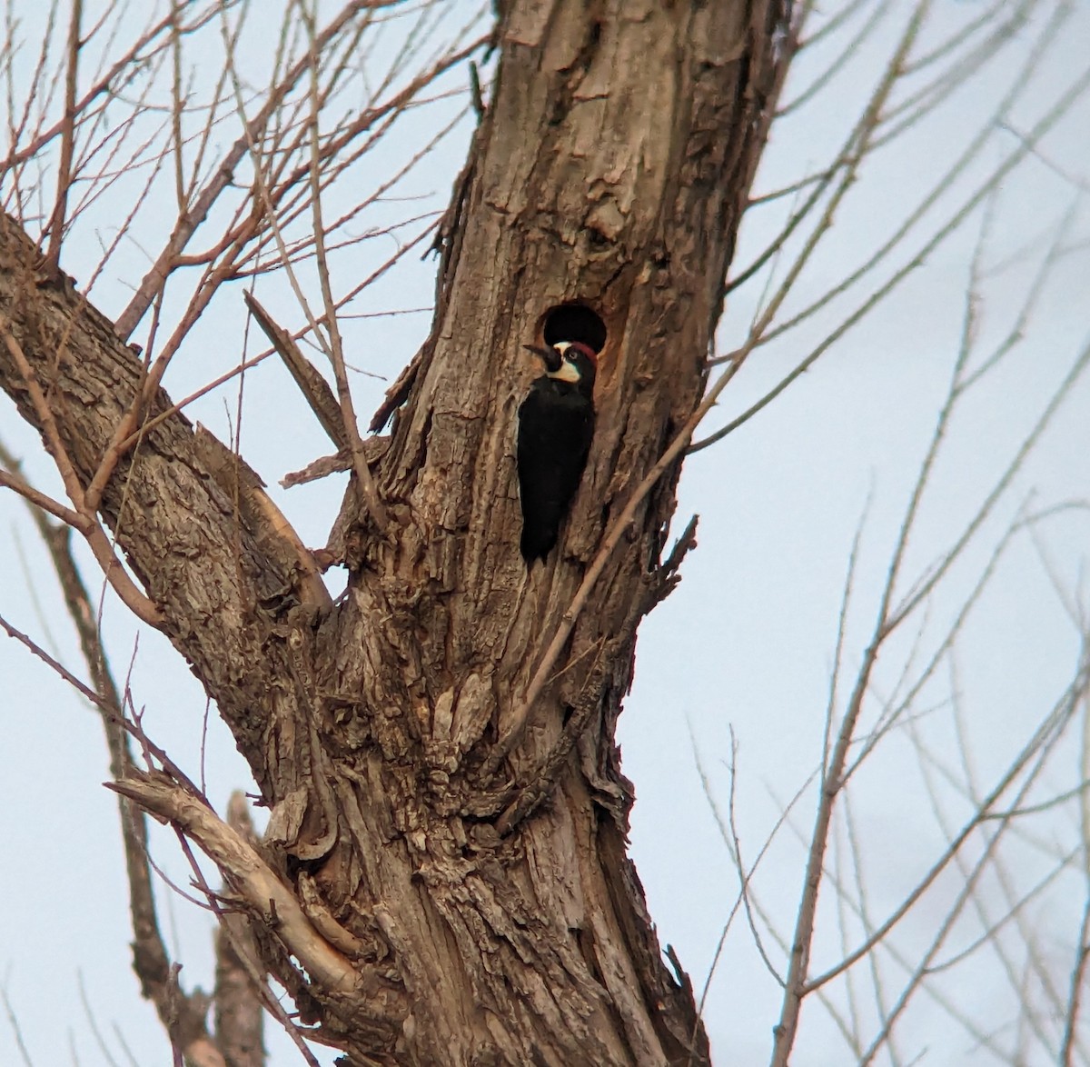 Acorn Woodpecker - ML614835734