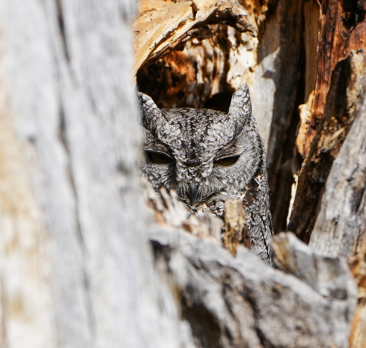 Western Screech-Owl - ML614835766