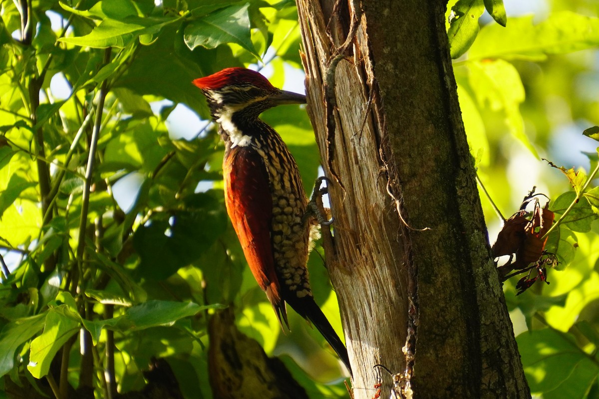 Red-backed Flameback - 吳 致謙