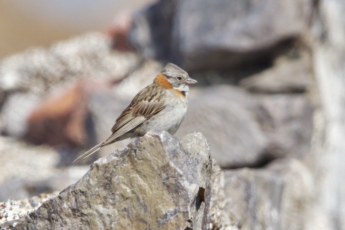 Rufous-collared Sparrow (Patagonian) - ML614835888