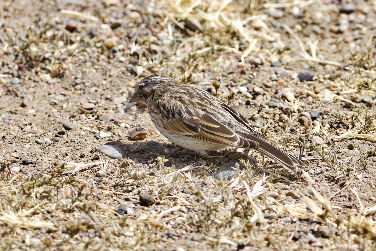 Rufous-collared Sparrow (Patagonian) - ML614835890