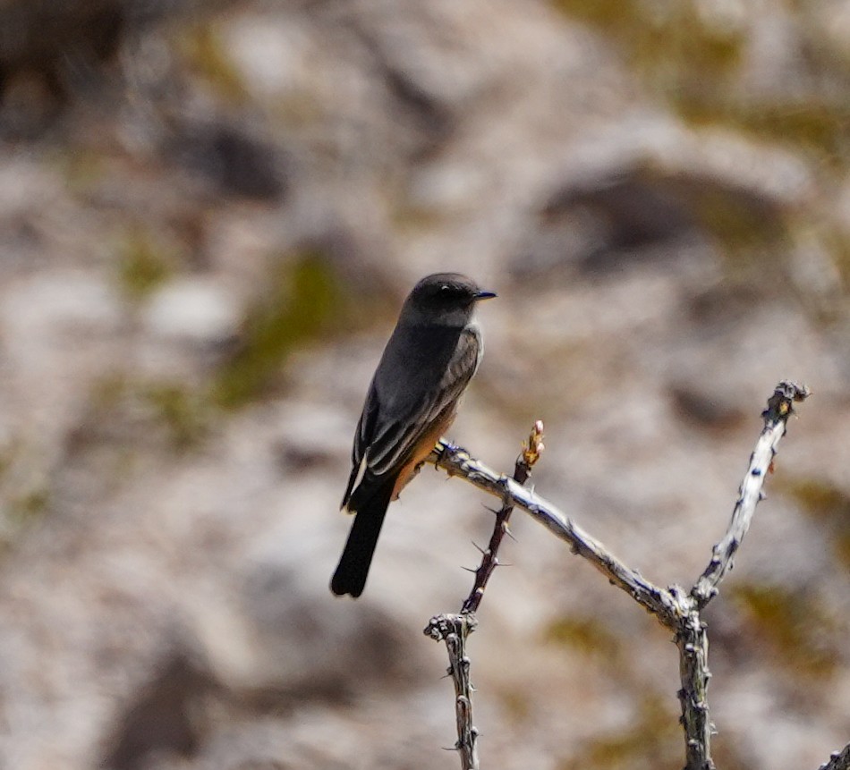 Say's Phoebe - ML614835897