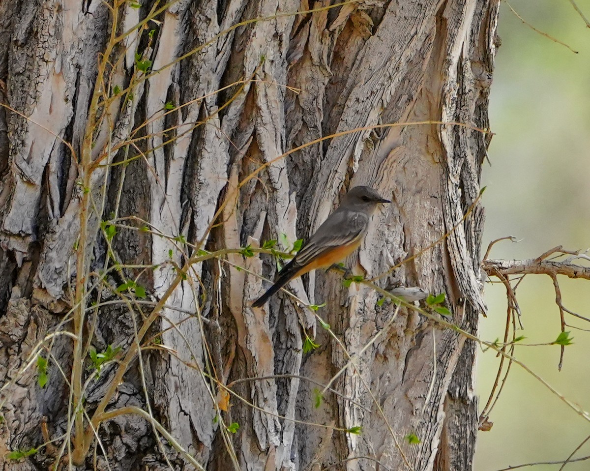 Say's Phoebe - ML614835921