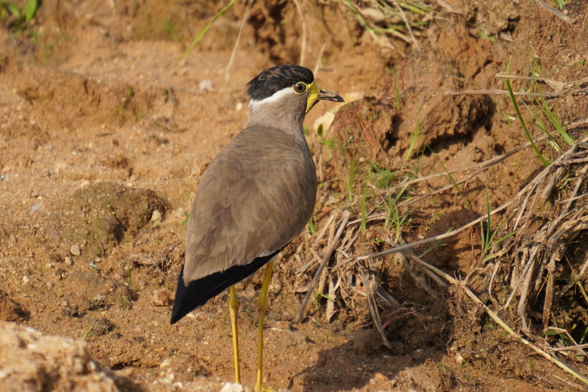 Yellow-wattled Lapwing - ML614835978