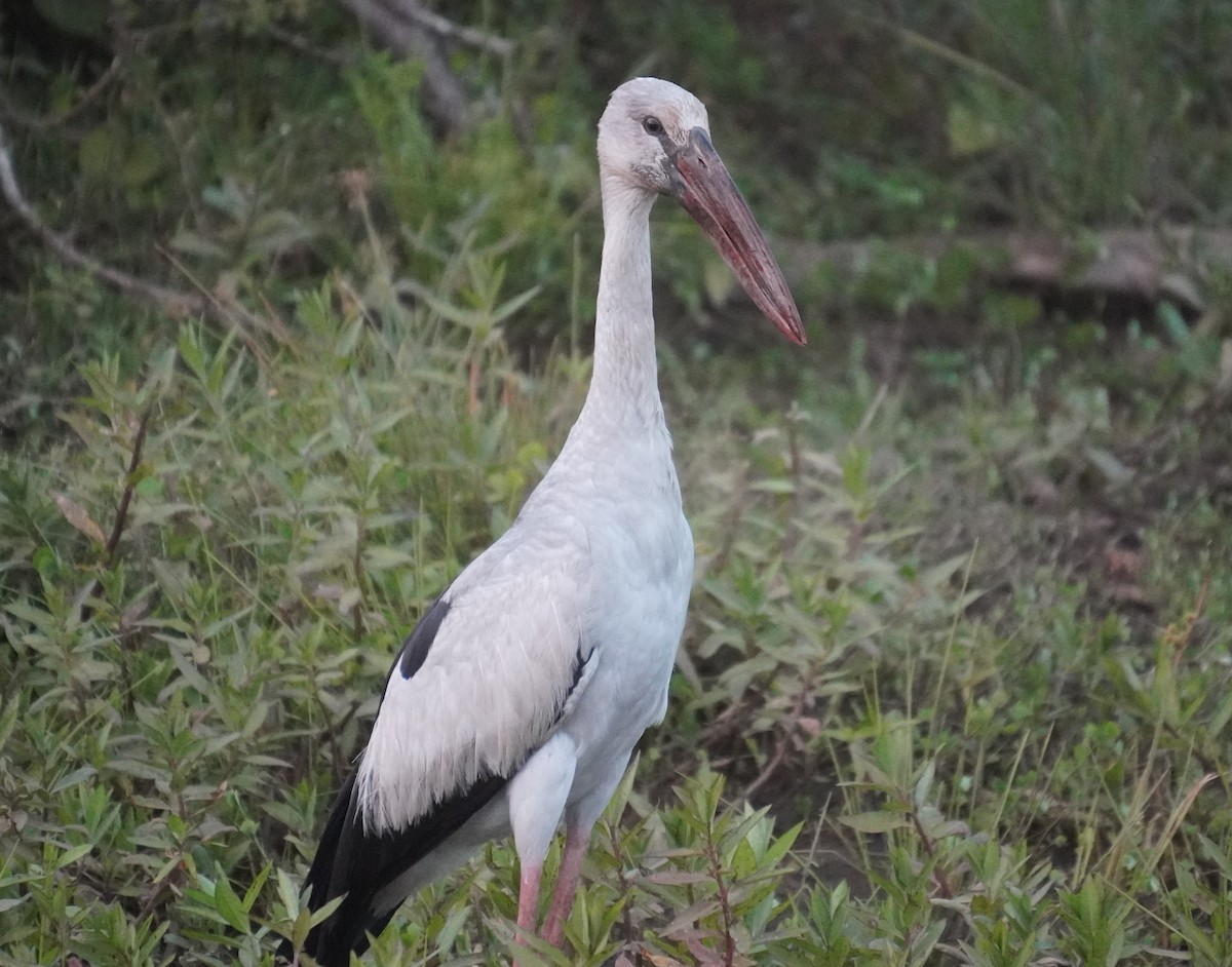 Asian Openbill - 吳 致謙