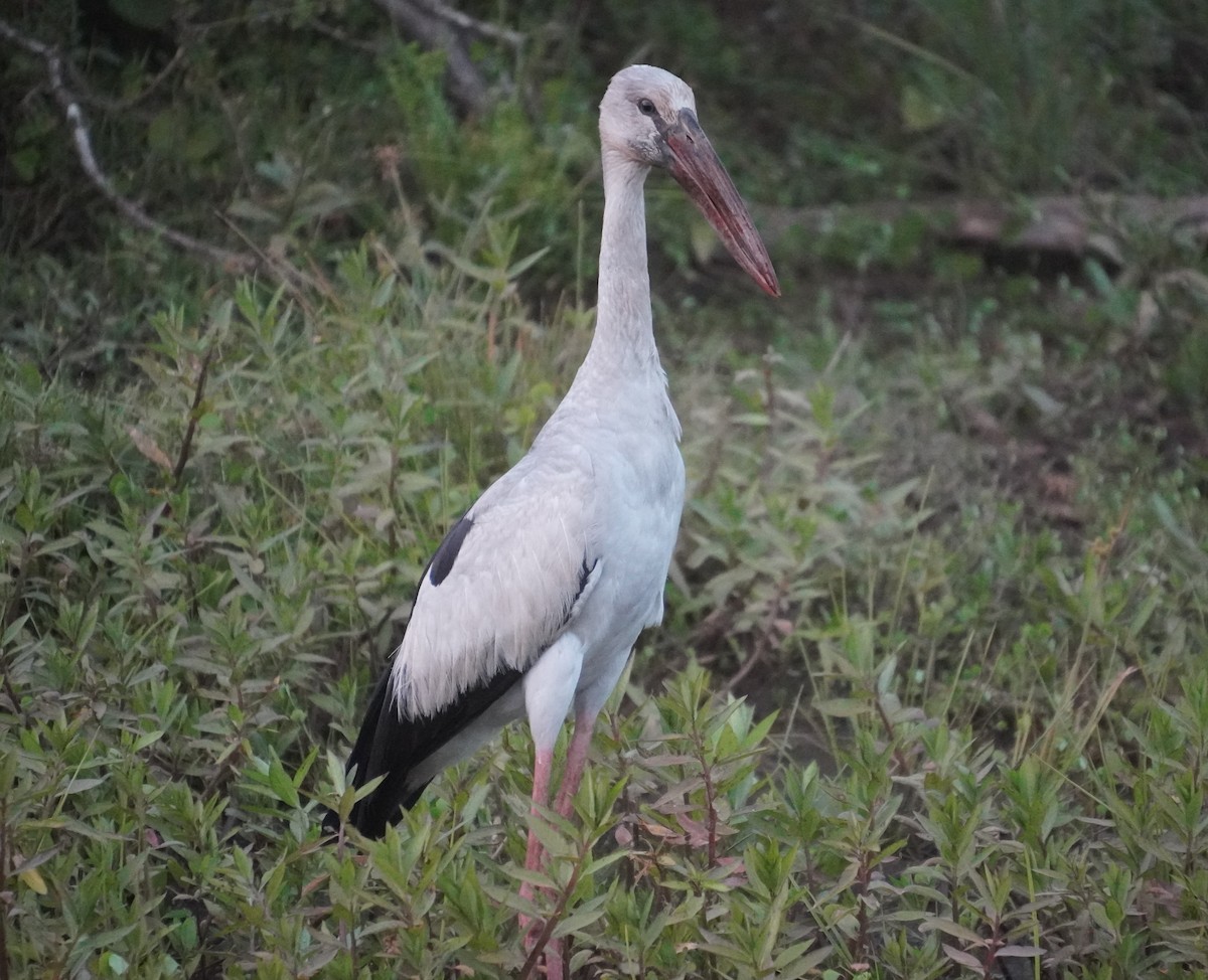 Asian Openbill - ML614836005