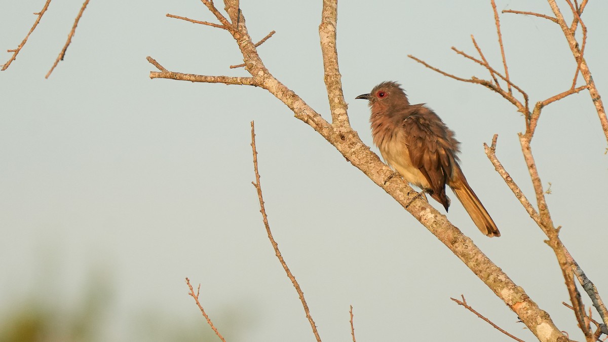 Ash-colored Cuckoo - ML614836007