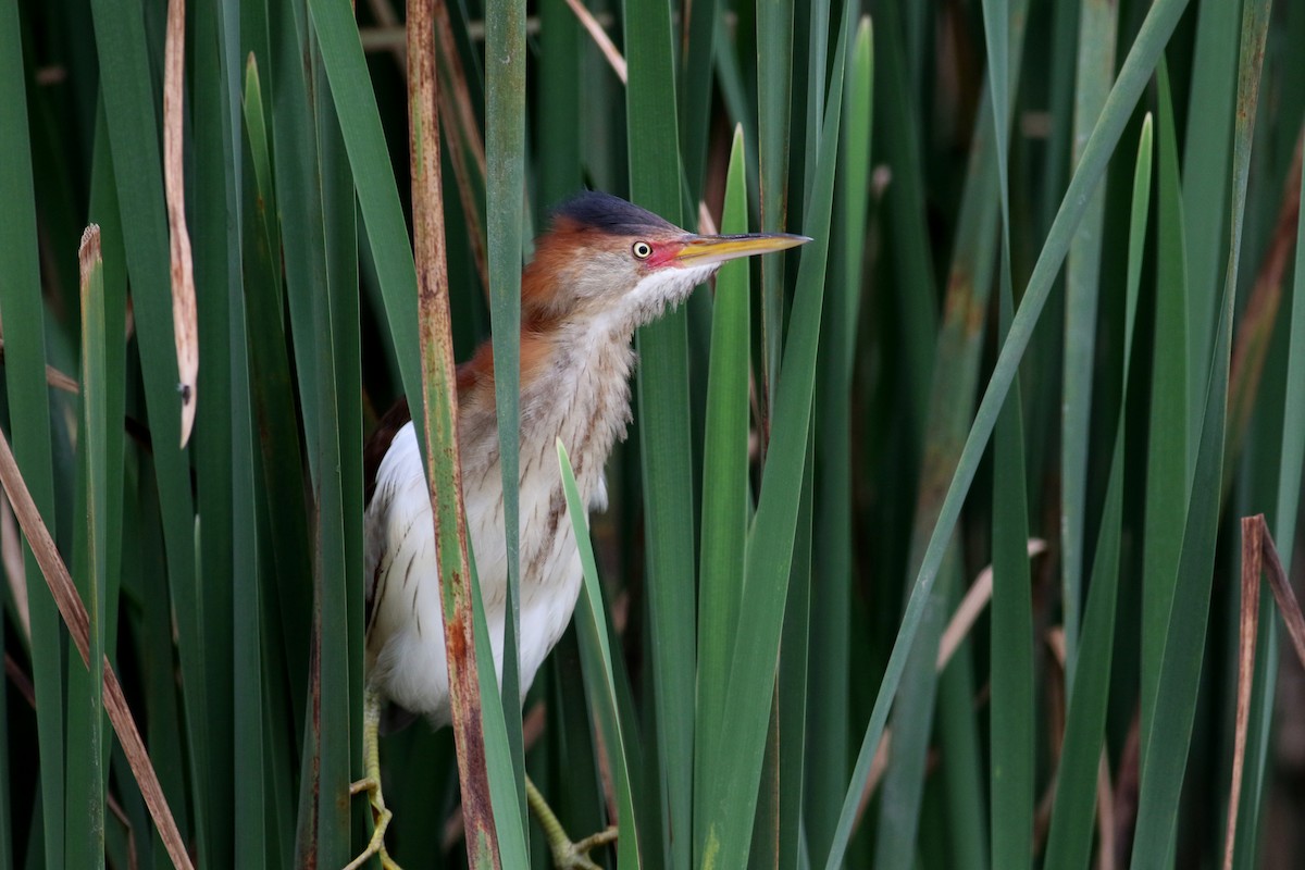 Least Bittern - ML61483601