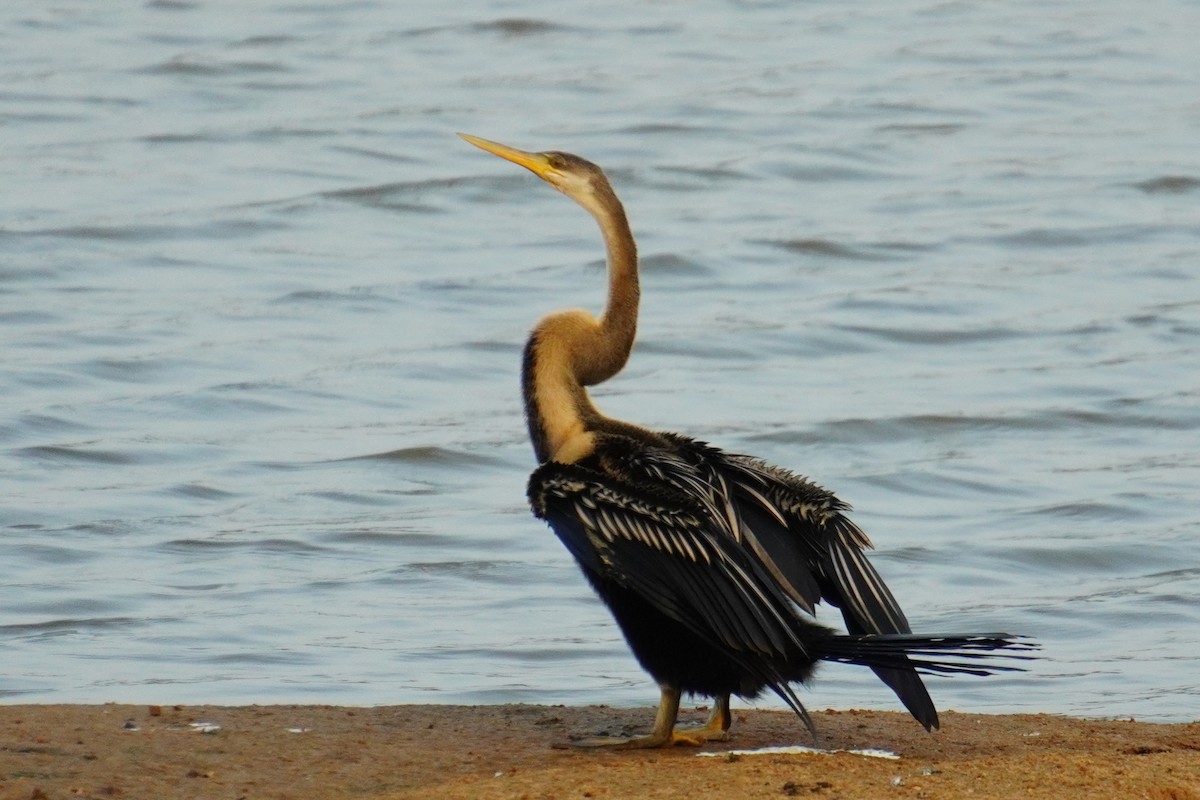 Oriental Darter - ML614836023