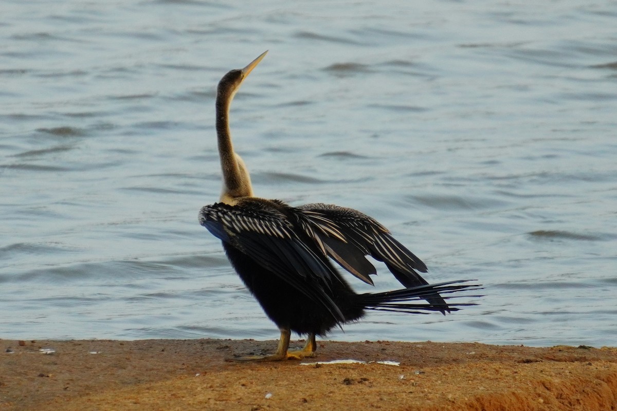 Oriental Darter - ML614836025