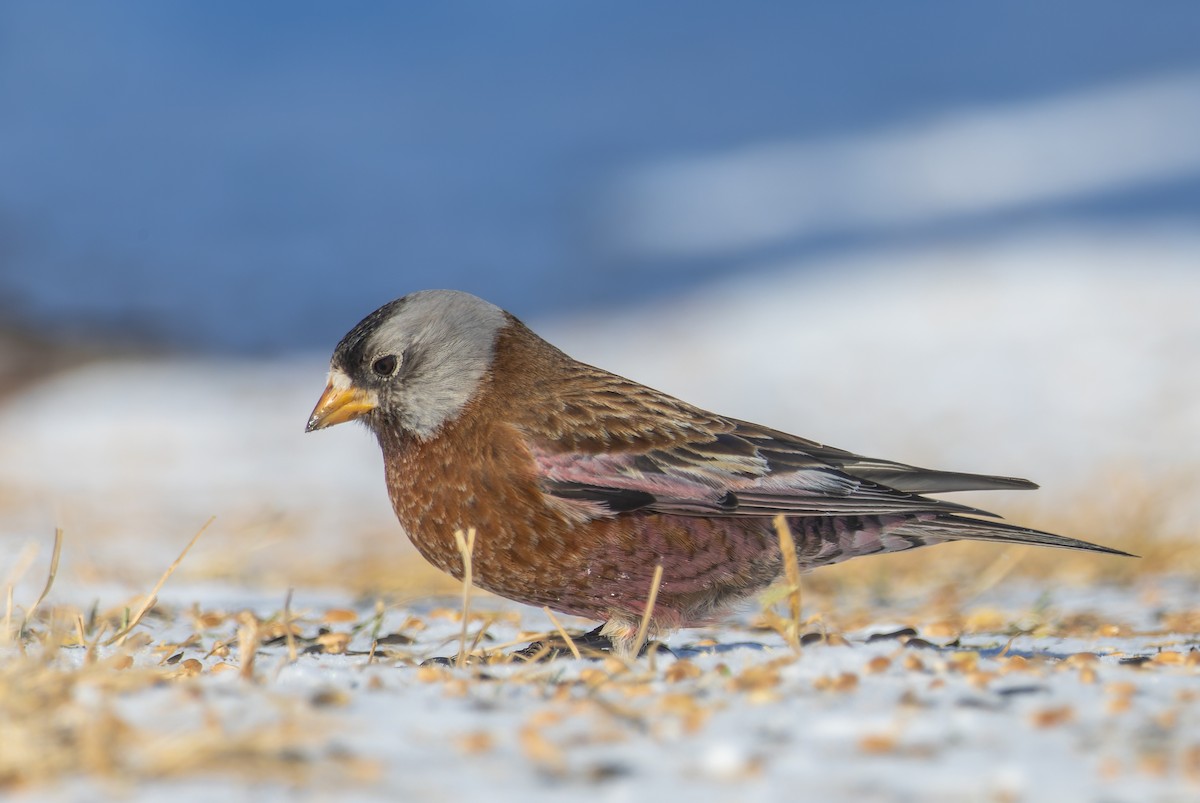 grånakkefjellfink (littoralis) - ML614836052