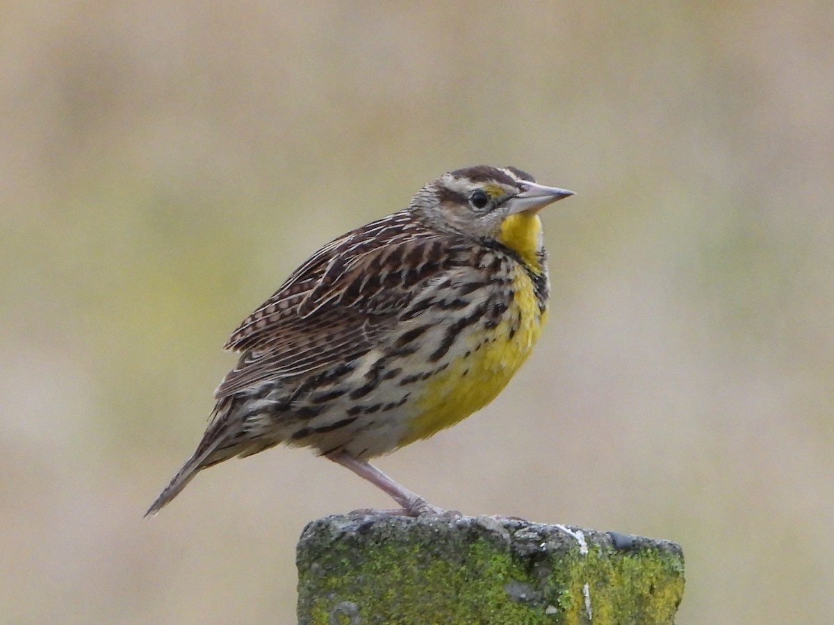 Eastern Meadowlark - valerie pelchat