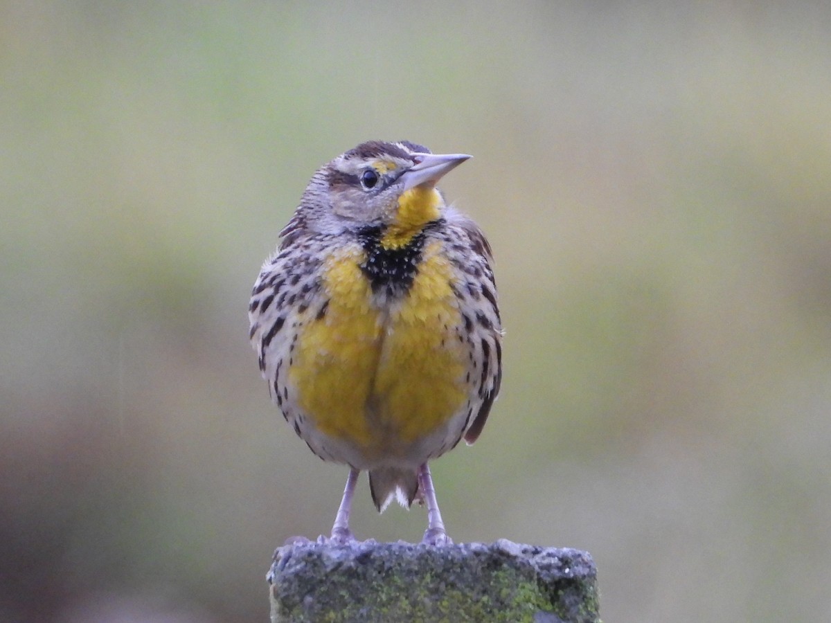 Eastern Meadowlark - valerie pelchat