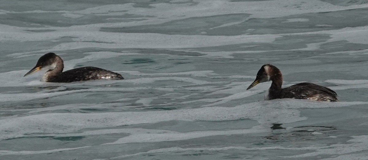 Red-necked Grebe - ML614836074