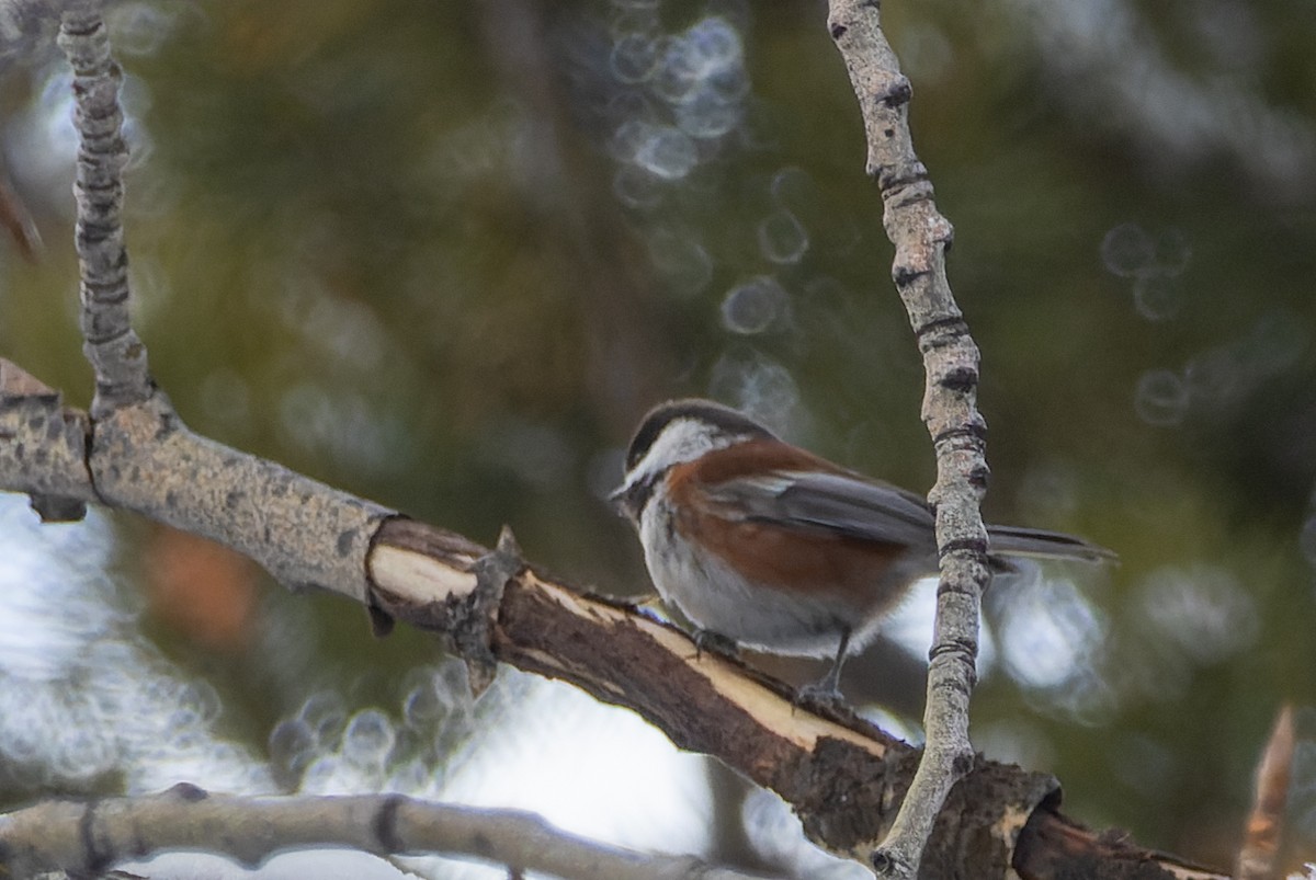 Chestnut-backed Chickadee - ML614836079