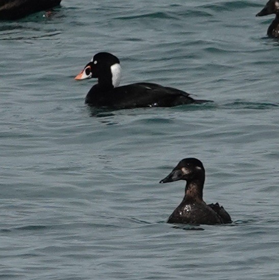 Surf Scoter - Lalouette 🐣