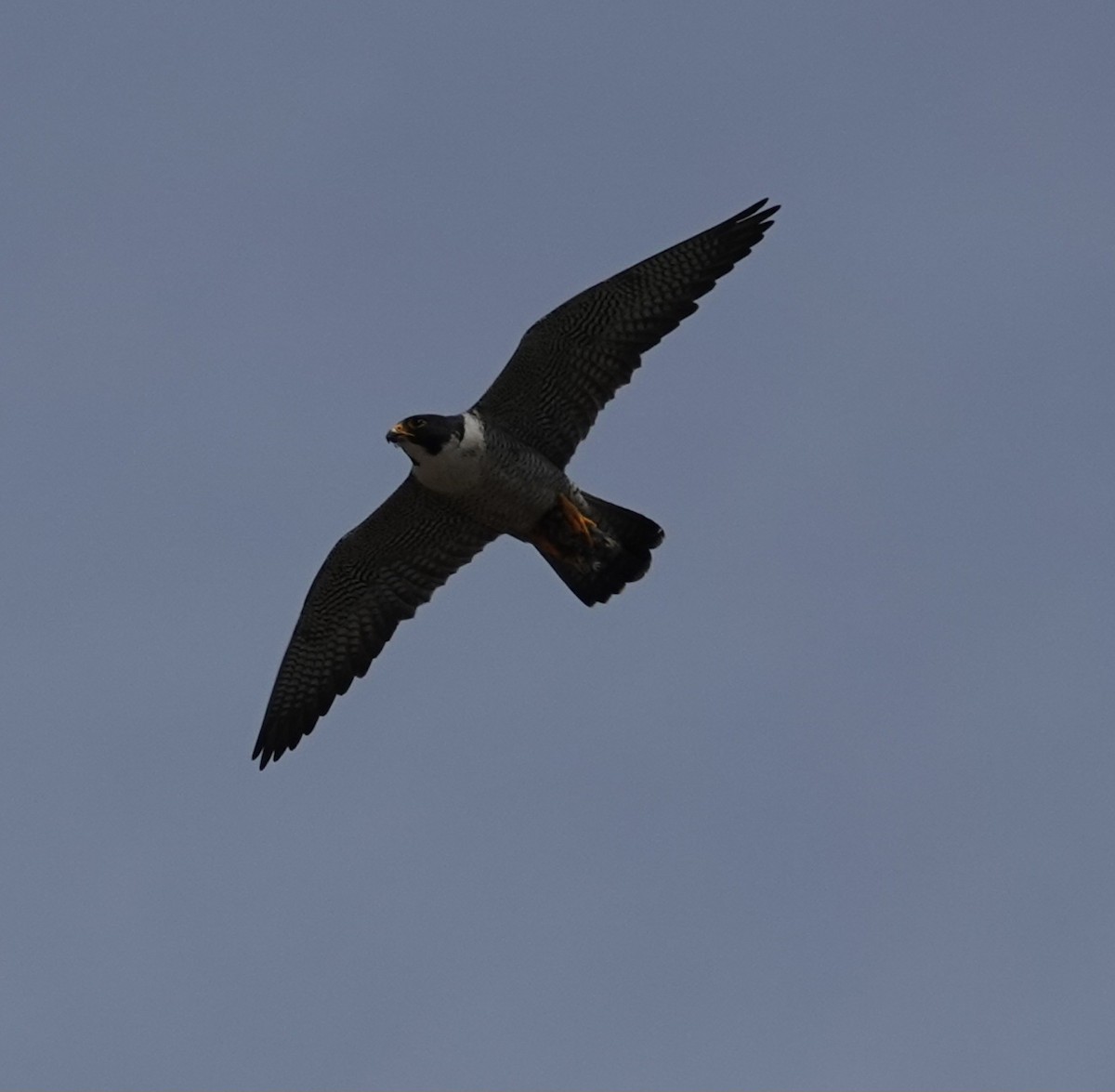 Peregrine Falcon - Lalouette 🐣