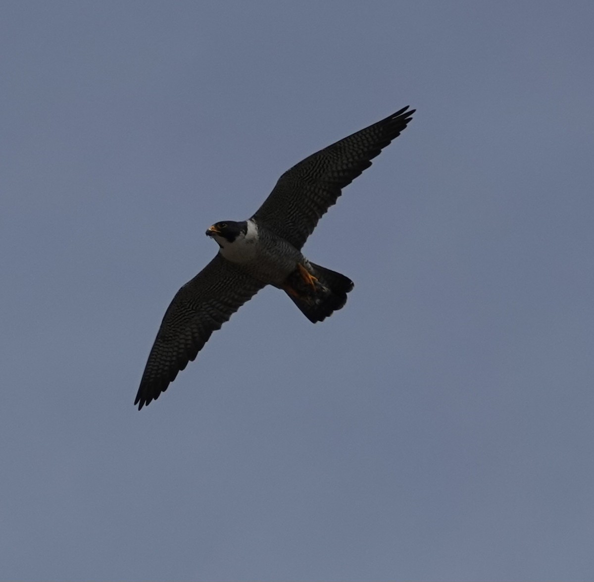 Peregrine Falcon - ML614836108