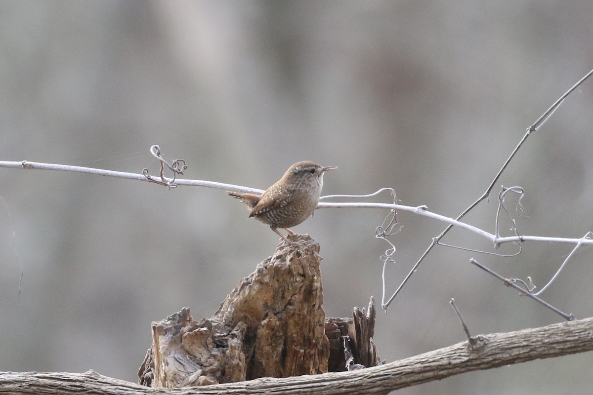 Winter Wren - ML614836110