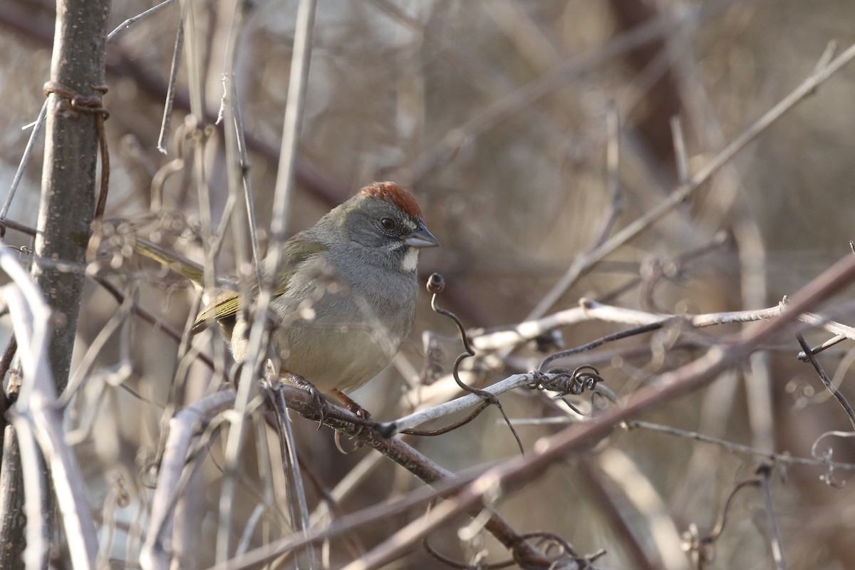 Green-tailed Towhee - ML614836116