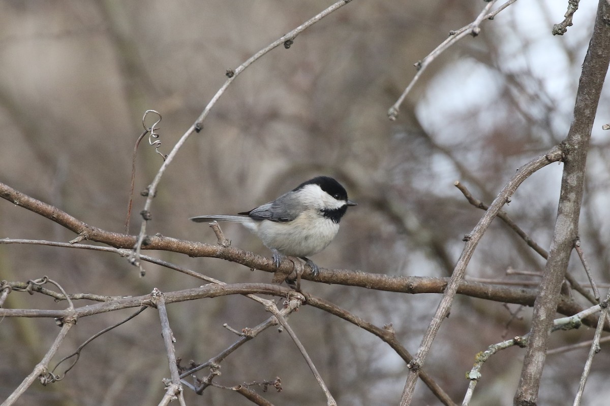 Carolina Chickadee - ML614836124