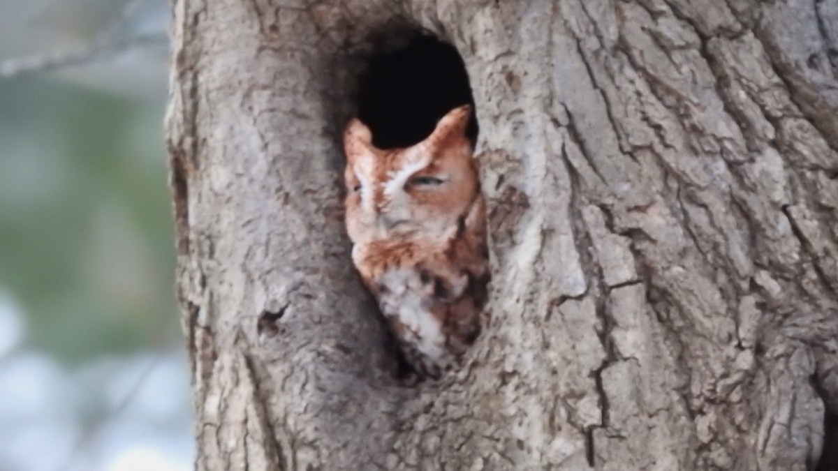 Eastern Screech-Owl - ML614836162