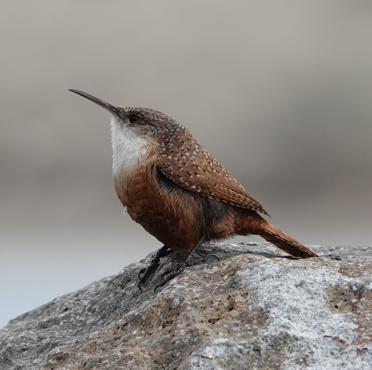 Canyon Wren - Lalouette 🐣