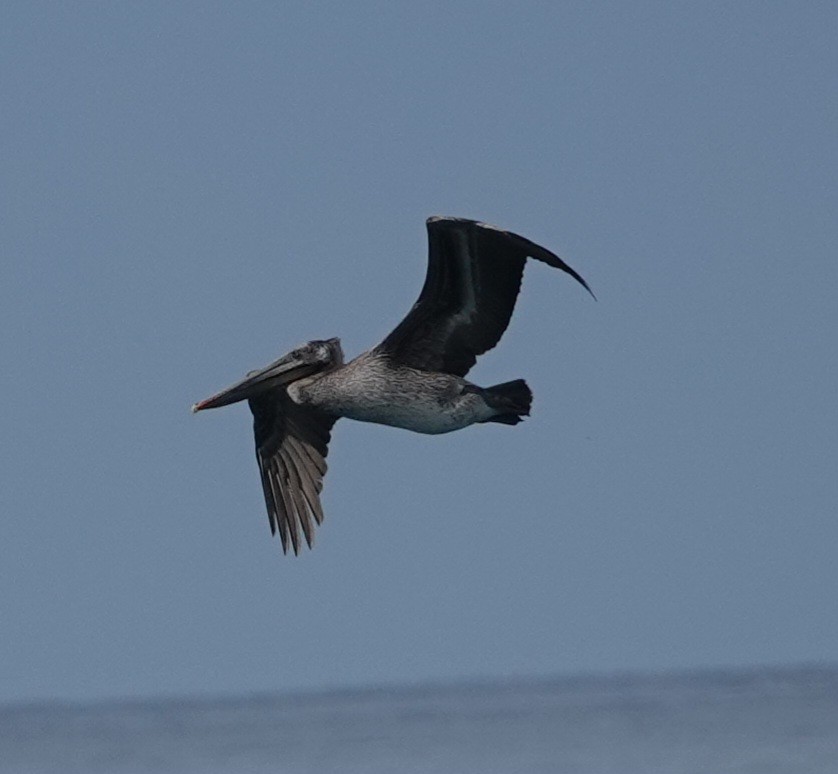 Brown Pelican - Lalouette 🐣