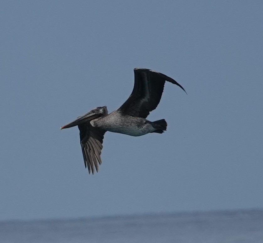 Brown Pelican - ML614836176