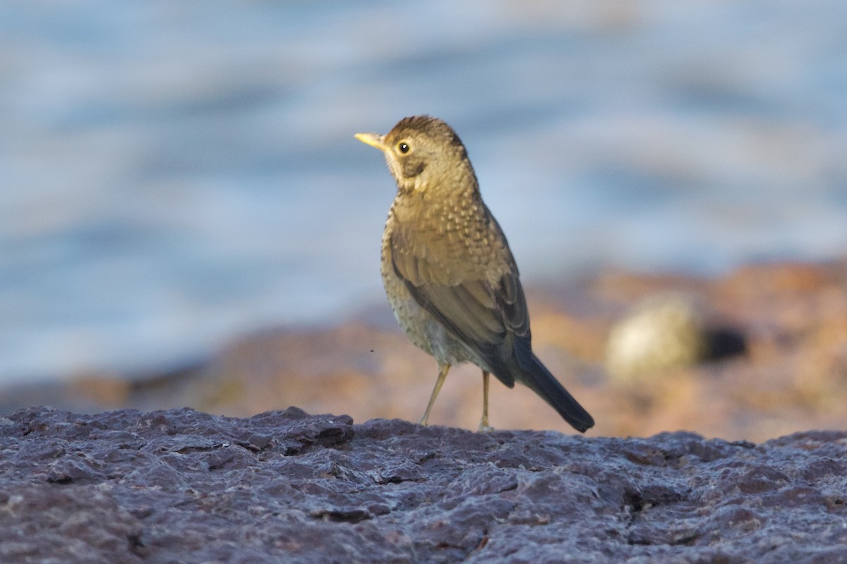 Austral Thrush (Magellan) - ML614836182