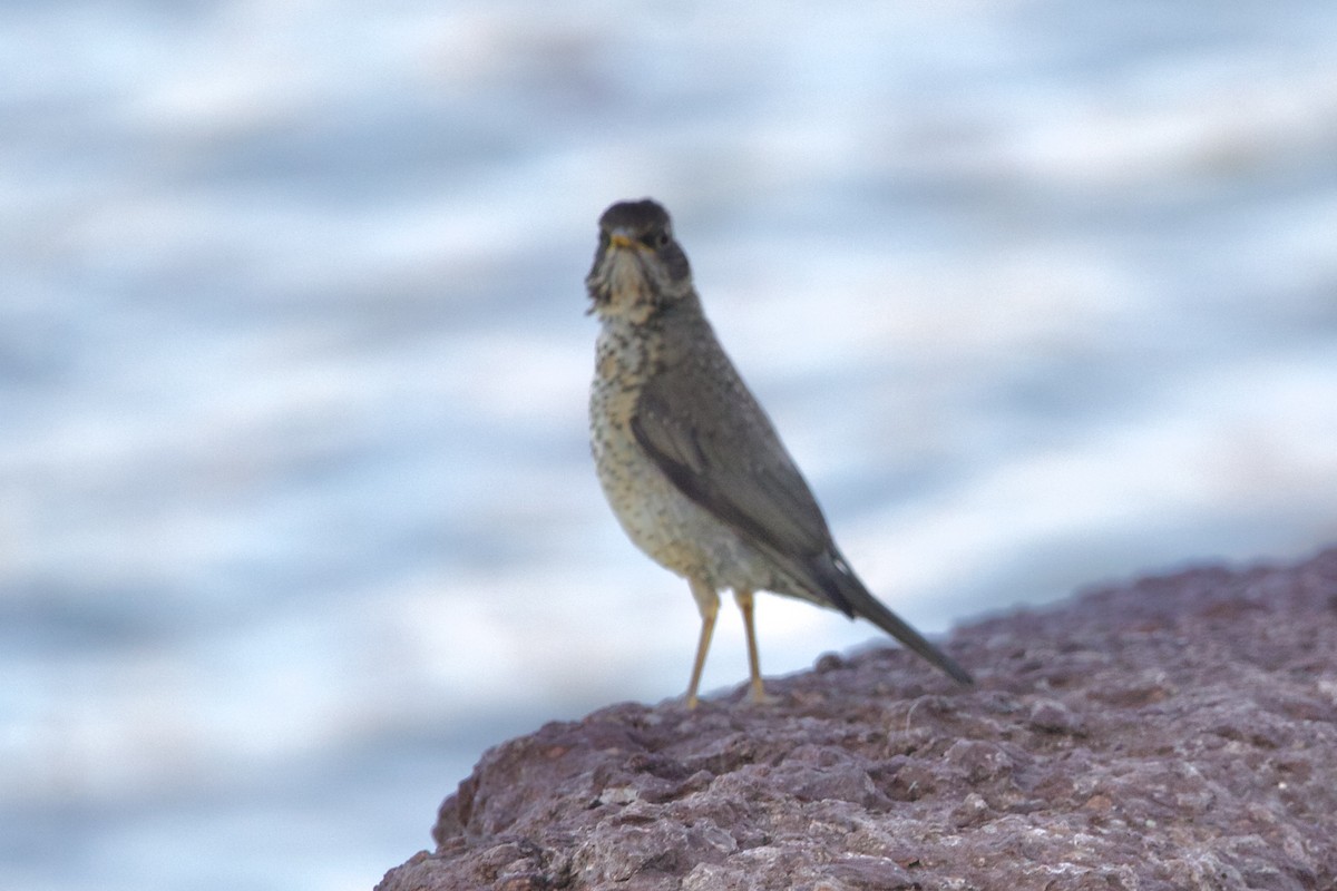 Austral Thrush (Magellan) - ML614836183