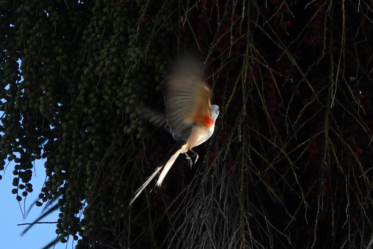 Scissor-tailed Flycatcher - Vicki Rogerson