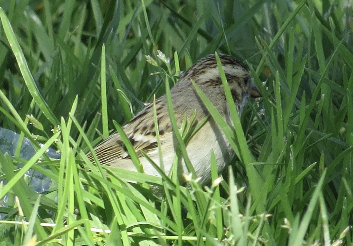 Clay-colored Sparrow - ML614836208