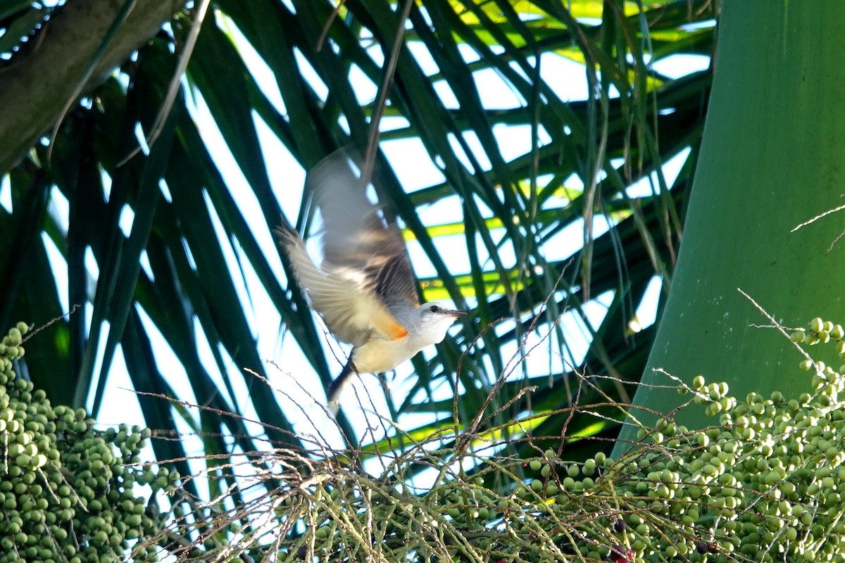Scissor-tailed Flycatcher - Vicki Rogerson