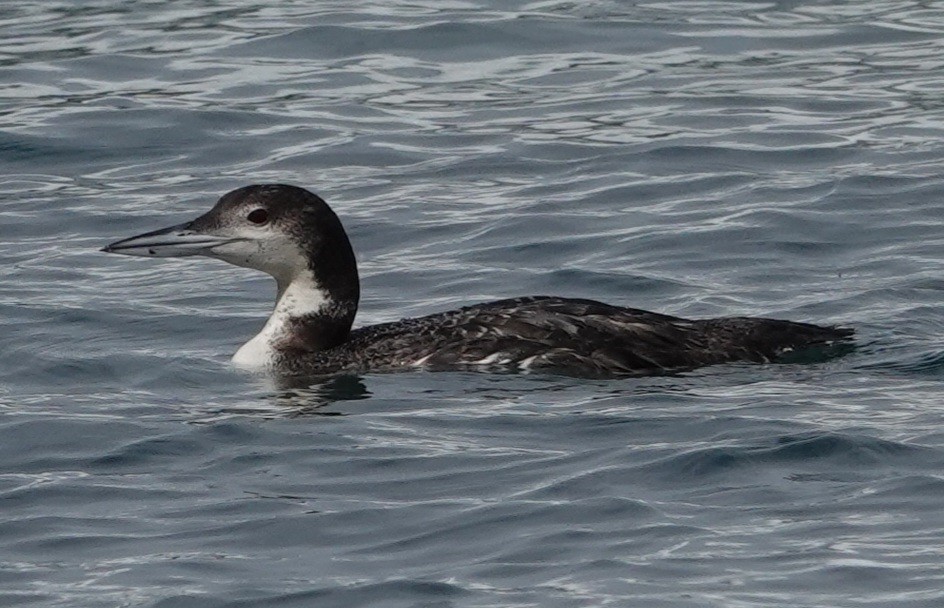 Common Loon - Lalouette 🐣