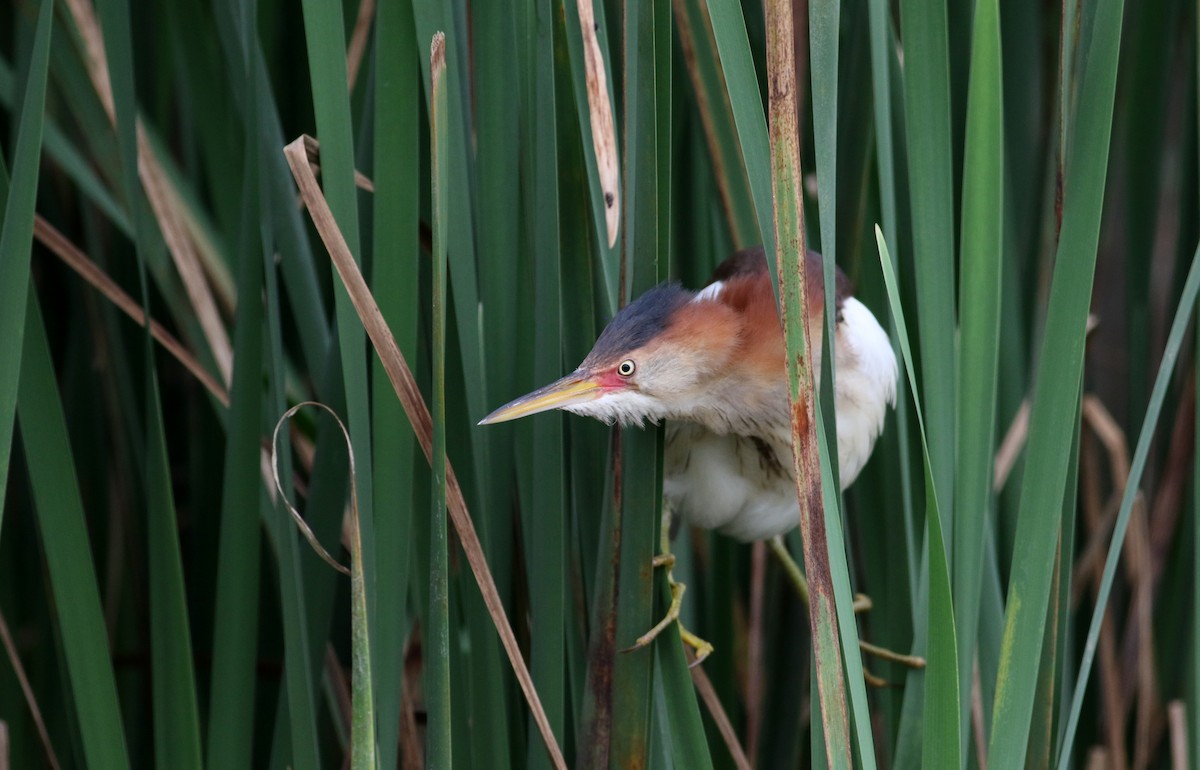 Least Bittern - ML61483631