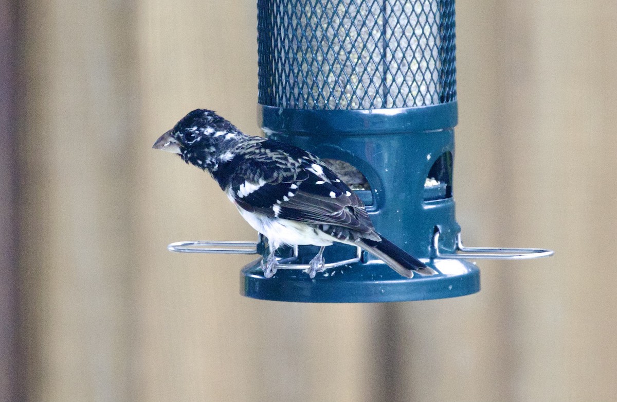 Rose-breasted Grosbeak - Alice Liu