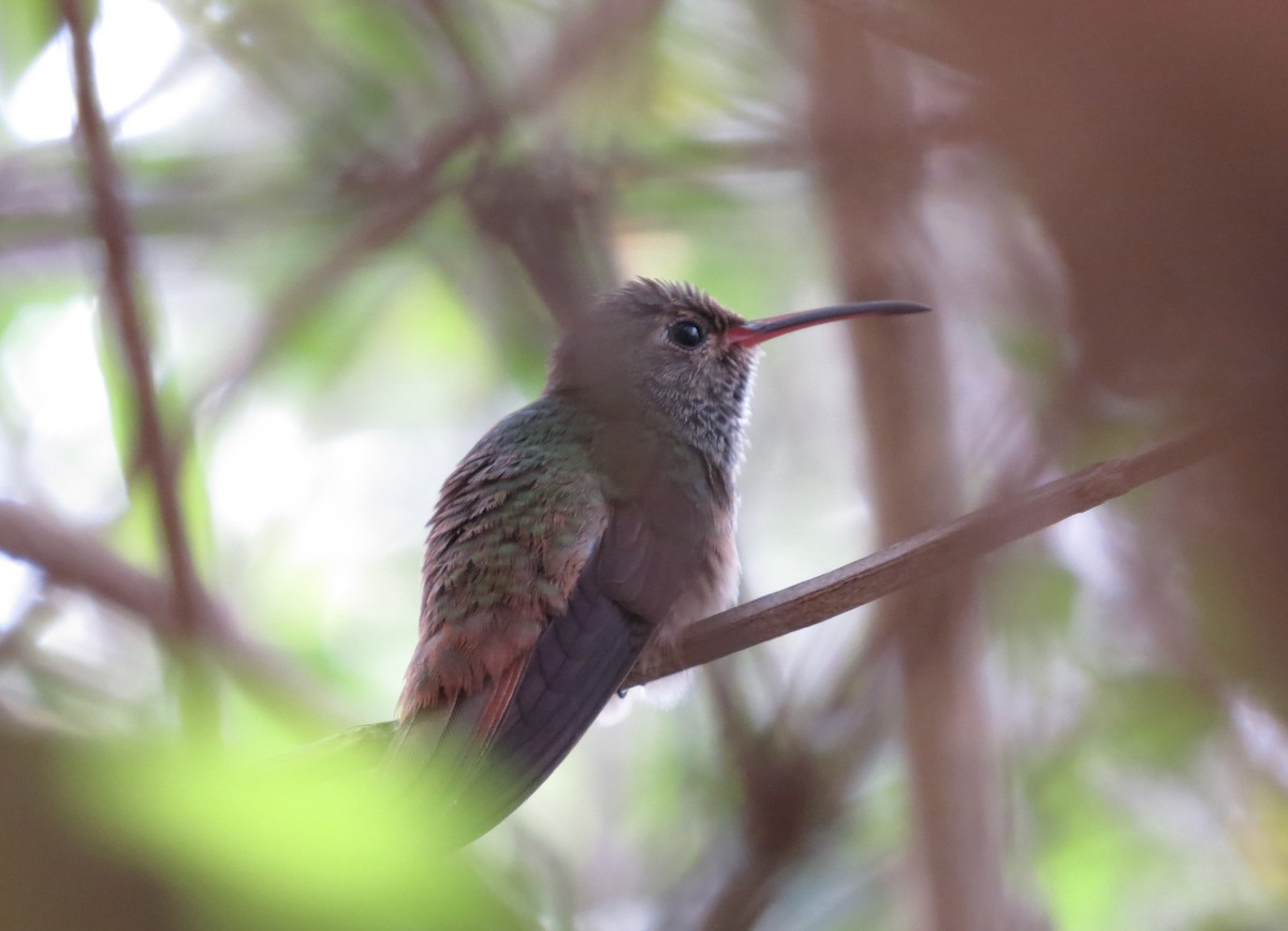 Buff-bellied Hummingbird - ML614836436