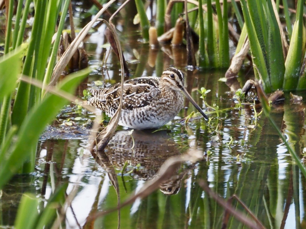 Wilson's Snipe - Harlee Strauss