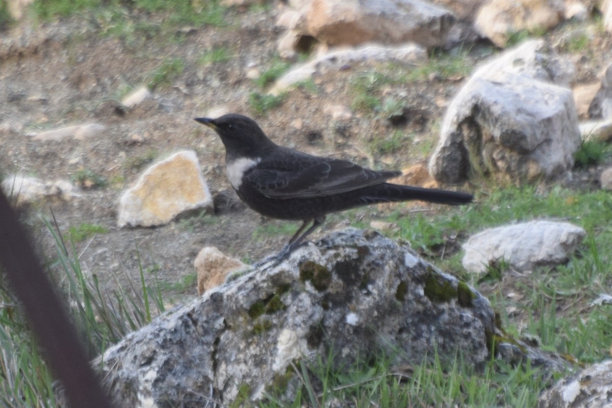 Ring Ouzel - Santi Tabares