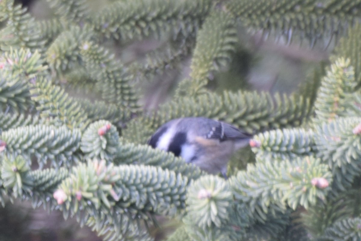 Coal Tit - ML614836502