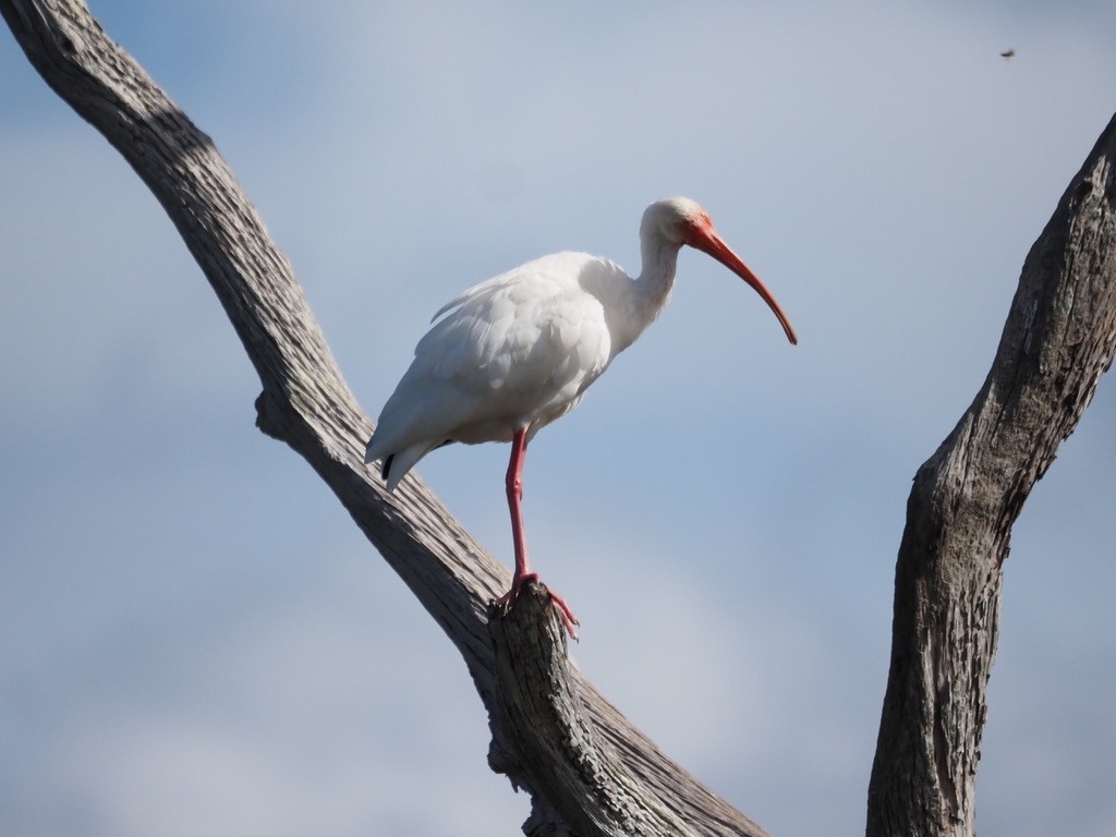 Ibis blanc - ML614836507