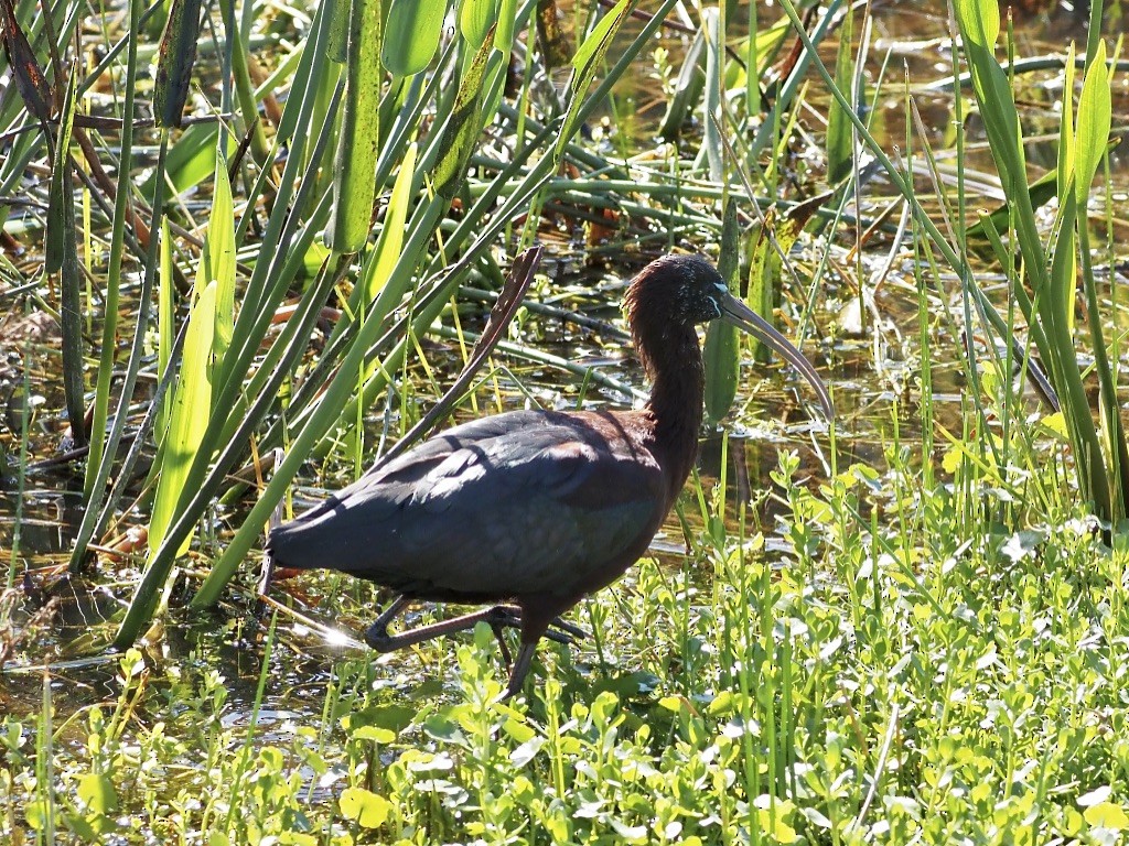 Glossy Ibis - ML614836518