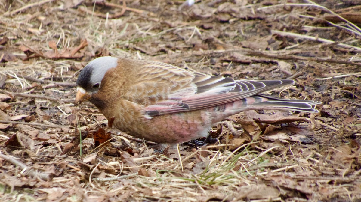 Gray-crowned Rosy-Finch - ML614836545