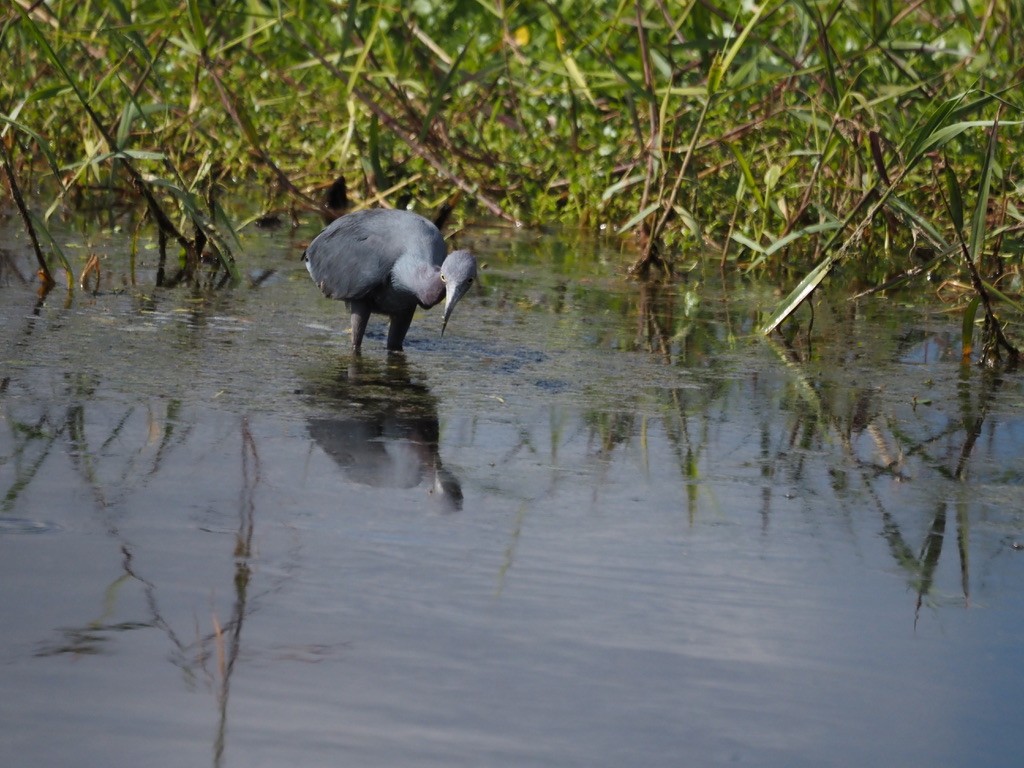 Little Blue Heron - Harlee Strauss