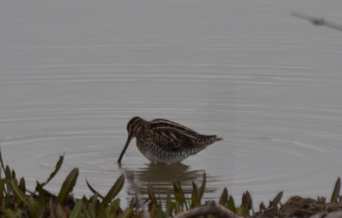 Common Snipe - Santi Tabares