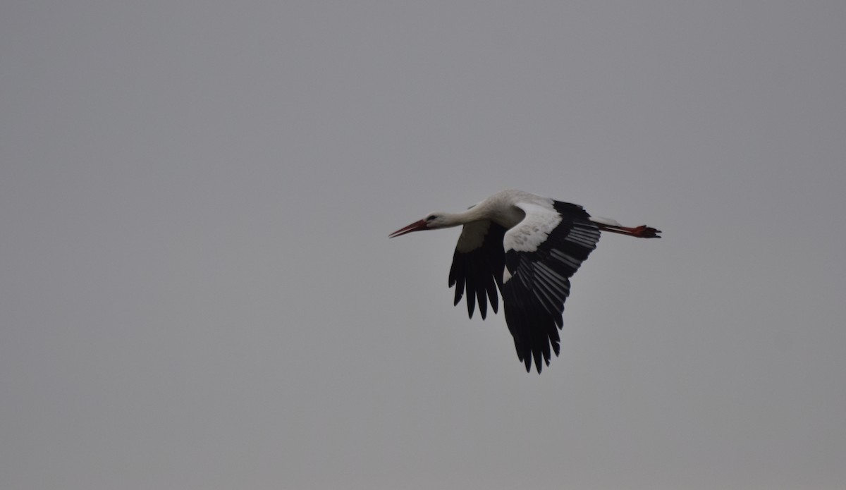 White Stork - Santi Tabares