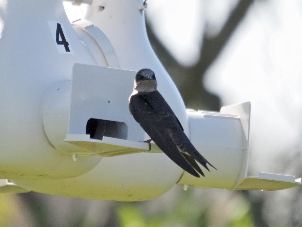 Purple Martin - Harlee Strauss