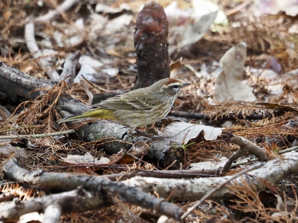 Paruline à couronne rousse - ML614836620