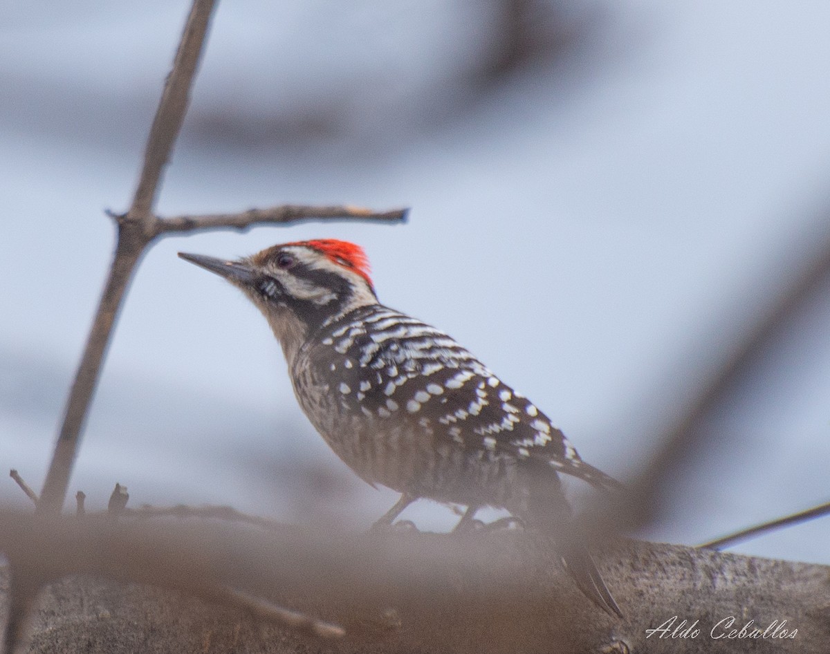 Ladder-backed Woodpecker - ML614836635